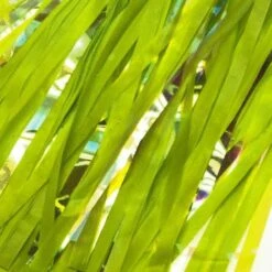 Coupon ✔️ 49N BIKE STREAMERS - TASSLES ⌛ 13 Coupon ✔️ 49N BIKE STREAMERS - TASSLES ⌛ -Cheap Powers Baseball Store image 8347