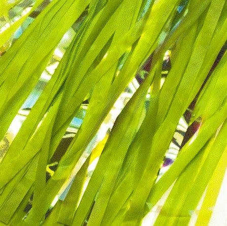 Coupon ✔️ 49N BIKE STREAMERS - TASSLES ⌛ 6 Coupon ✔️ 49N BIKE STREAMERS - TASSLES ⌛ - Image 6